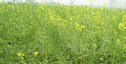 油菜籽用催芽吗怎么种植——从催芽到种植的全面指导