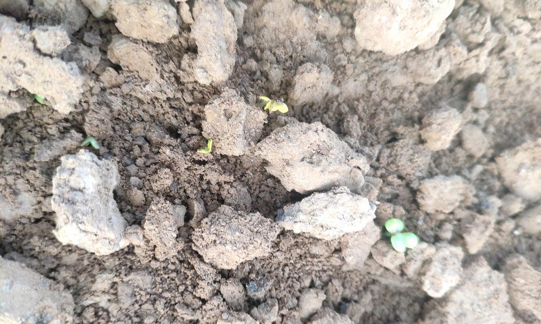 油菜籽用催芽吗怎么种植——从催芽到种植的全面指导