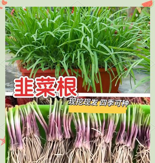 六月韭黄怎么种植方法