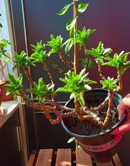 花球植物修剪枝条：完美造型与健康生长的指南