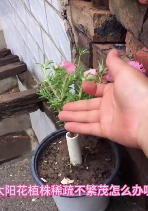 花球植物修剪枝条：完美造型与健康生长的指南