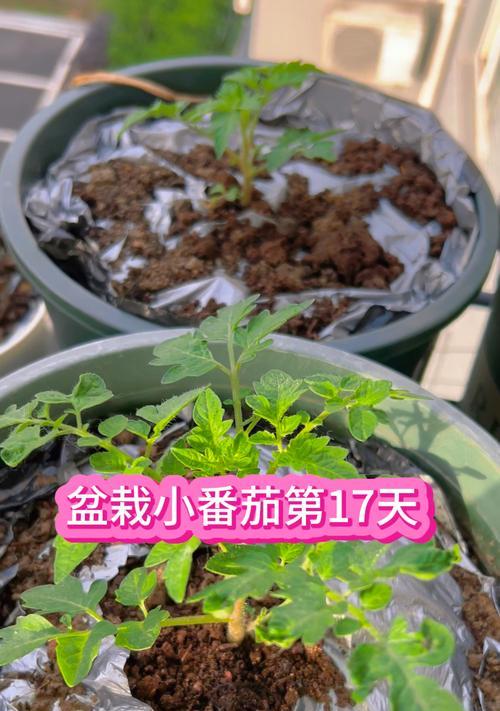 盘栽小番茄怎么种植方法