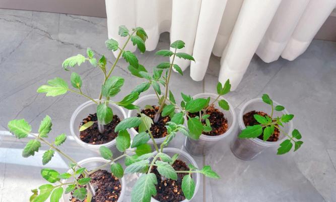 盘栽小番茄怎么种植方法