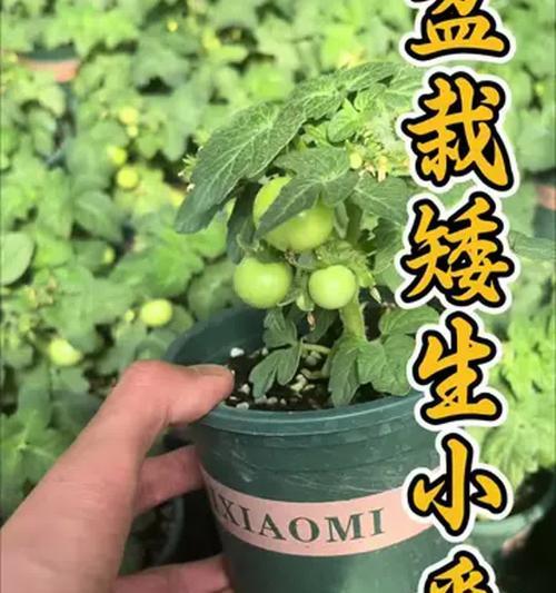 盘栽小番茄怎么种植方法