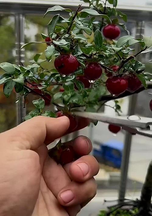 果树怎么修剪枝最好