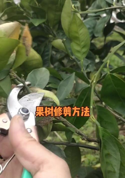 果树怎么修剪枝最好
