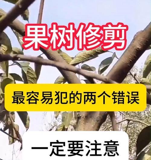 果树怎么修剪枝最好
