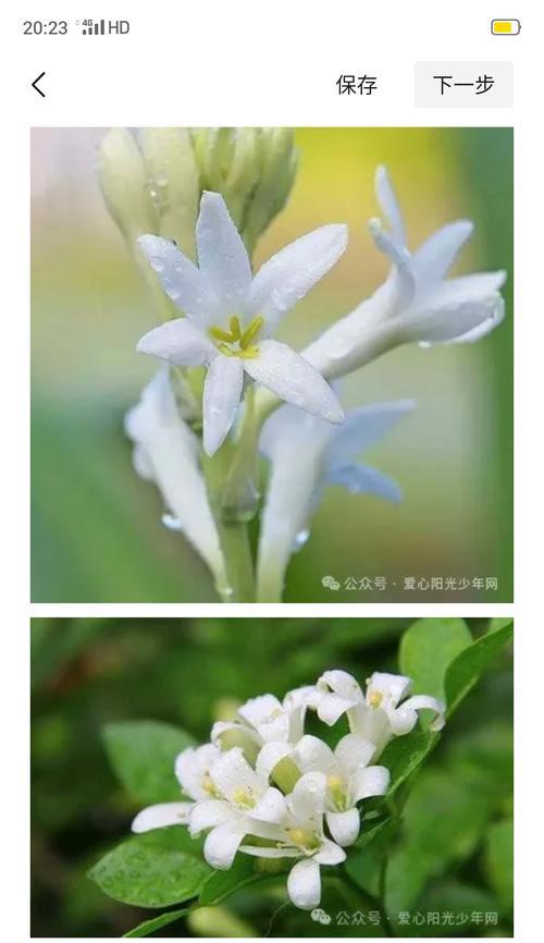 茯苓花的修剪技巧：如何正确修剪枝条
