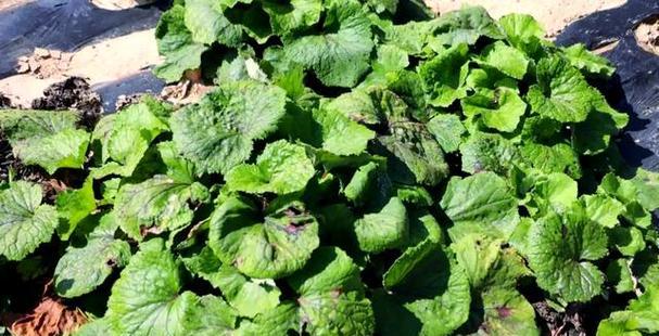 冬花的种植方法与技巧全解析