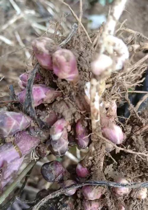 冬花的种植方法与技巧全解析