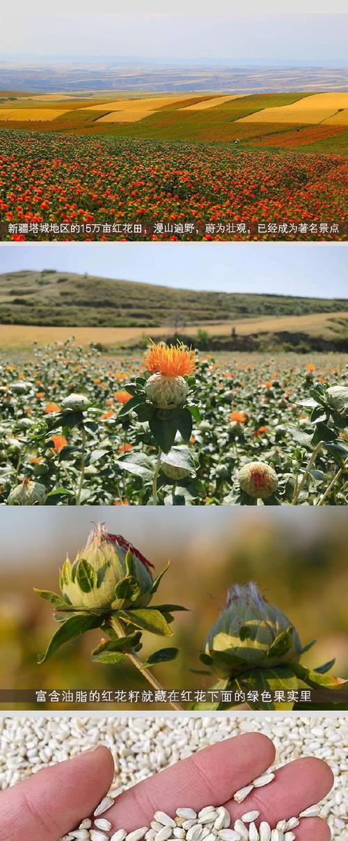 新疆红花种植全攻略：掌握科学方法，提升产量质量