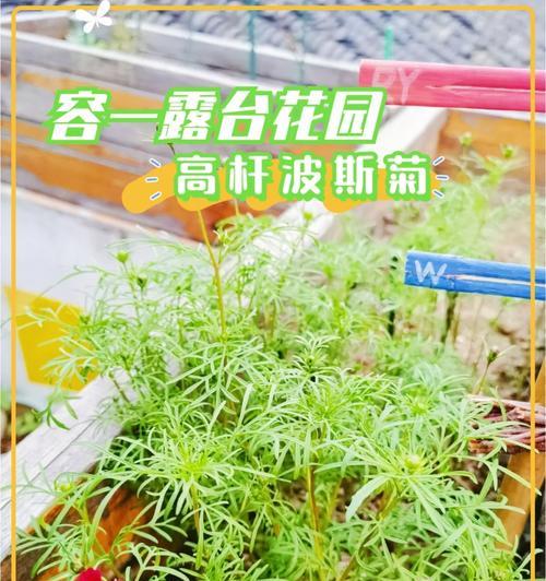 勿忘草用催芽吗怎么养
