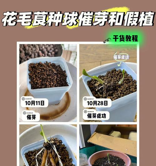 勿忘草用催芽吗怎么养