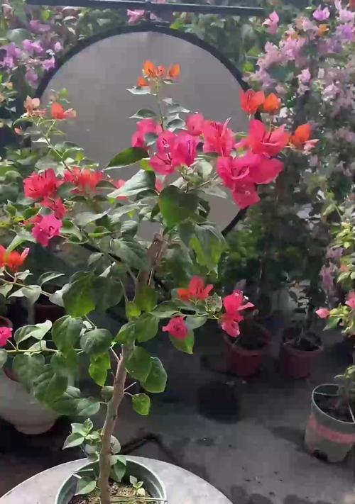 蝴蝶兰怎么催芽：详细步骤与技巧