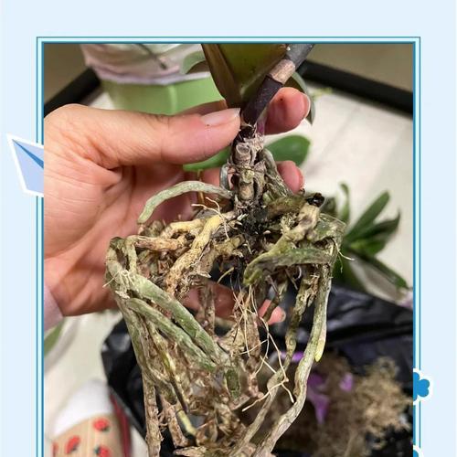 蝴蝶兰怎么催芽：详细步骤与技巧