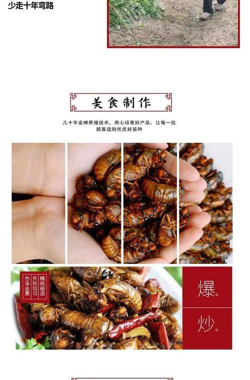 金蝉枝条种植方法