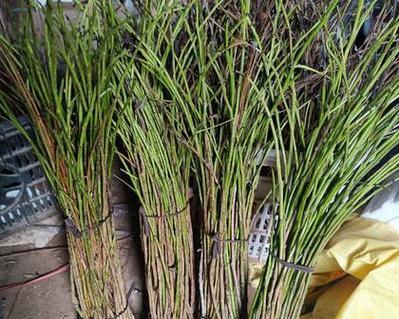 金蝉枝条种植方法