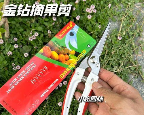 金钻修剪枝叶怎么修剪好看