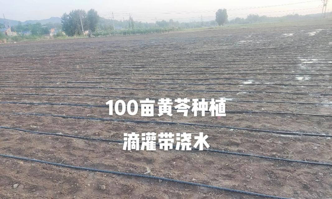 黄芩苗子的种植方法及管理技巧