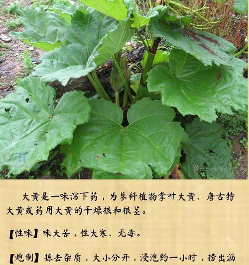 掌叶大黄种子怎么催芽播种