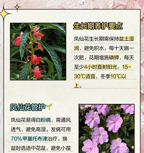 大莲花种子的种植方法