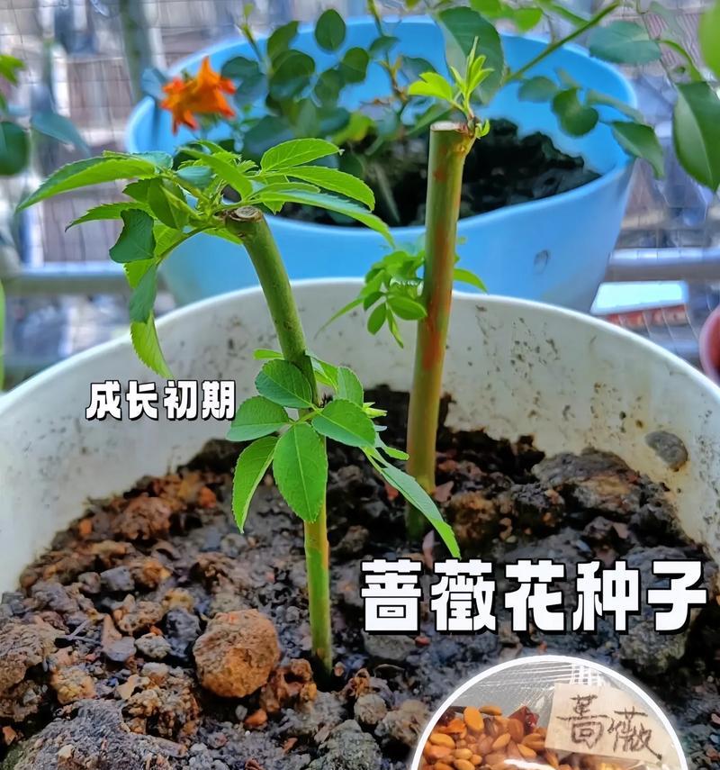 大莲花种子的种植方法