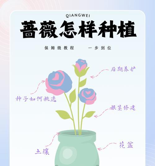 大莲花种子的种植方法