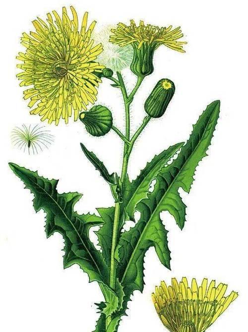 意大利苦菜怎么种植方法