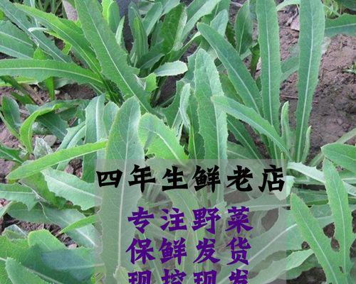 意大利苦菜怎么种植方法