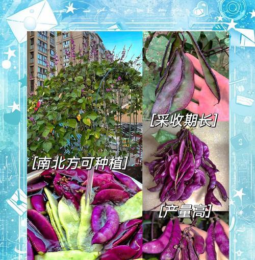 红眉豆怎么催芽最快呢