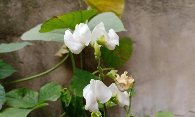 红眉豆怎么催芽最快呢