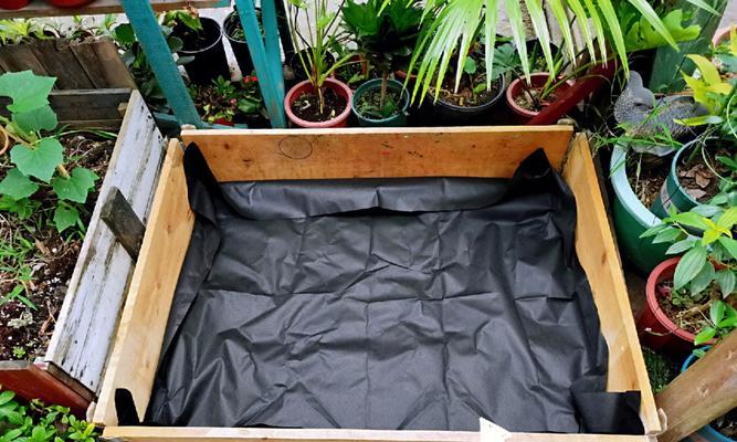 龟池水竹的种植方法与养护技巧