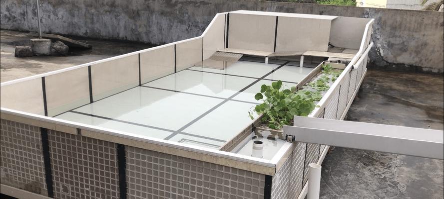 龟池水竹的种植方法与养护技巧
