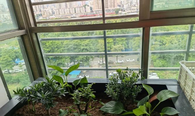 龟池水竹的种植方法与养护技巧