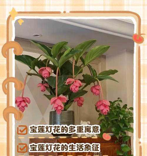 牵牛花修剪的最佳时机和方法是什么？