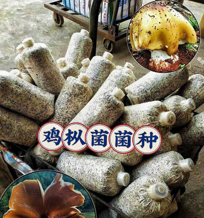 鸡枞菌种植方法详解：从播种到收获的全面指导