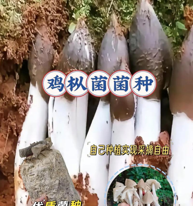 鸡枞菌种植方法详解：从播种到收获的全面指导