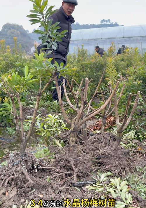杨梅种子怎么快速催芽——从挑选到培育，让你的种子焕发新生