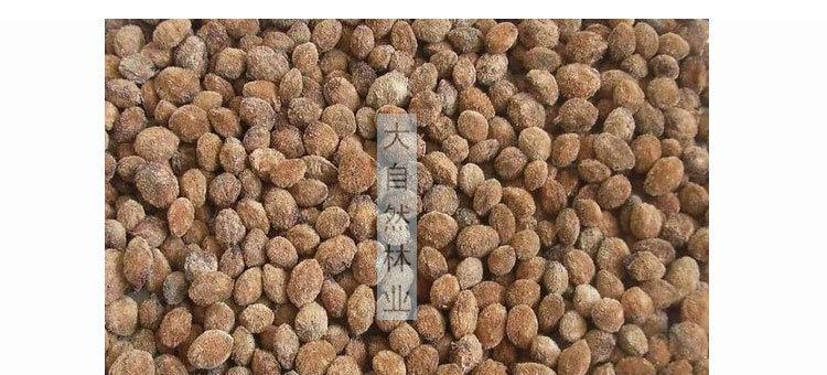 杨梅种子怎么快速催芽——从挑选到培育，让你的种子焕发新生