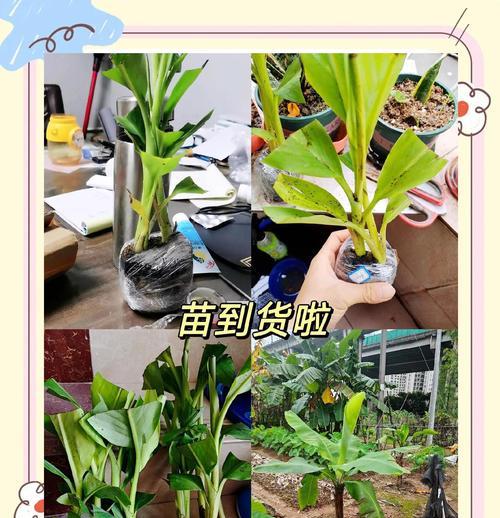 香蕉怎么种植方法如下