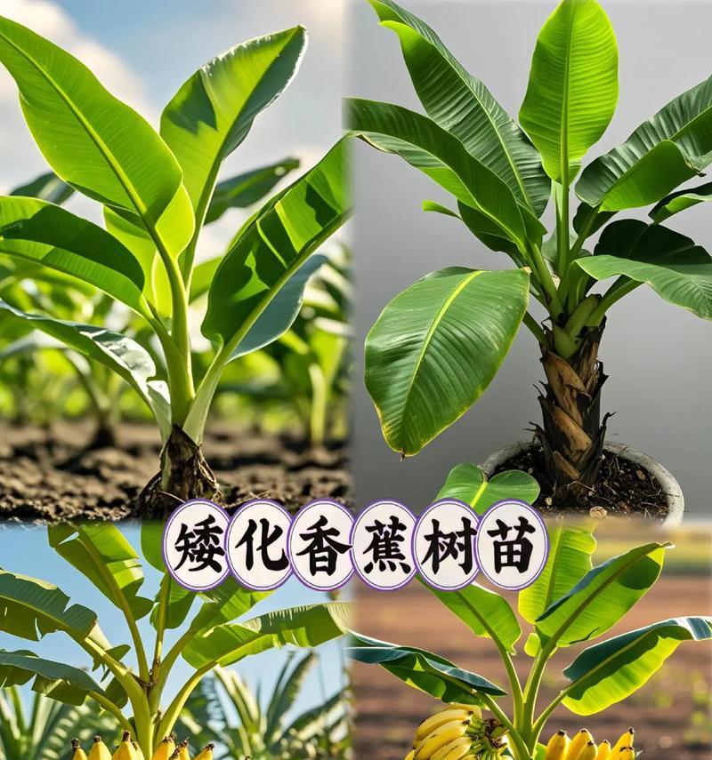 香蕉怎么种植方法如下
