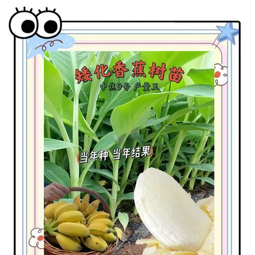 香蕉怎么种植方法如下