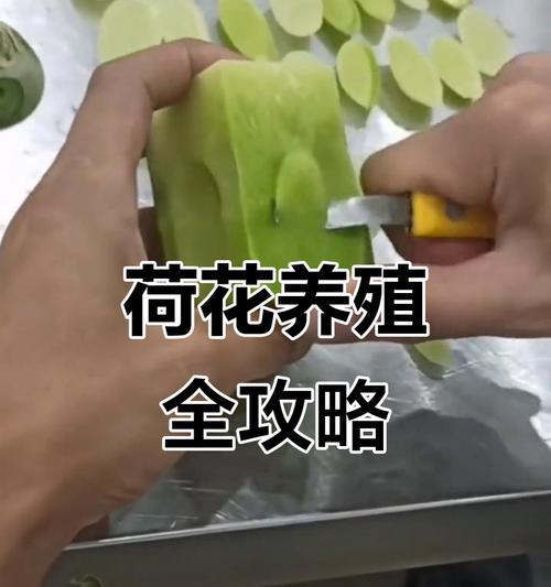 荷花子怎么种植方法