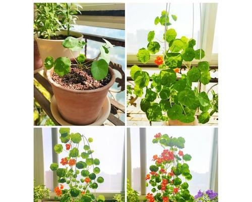 荷花子怎么种植方法