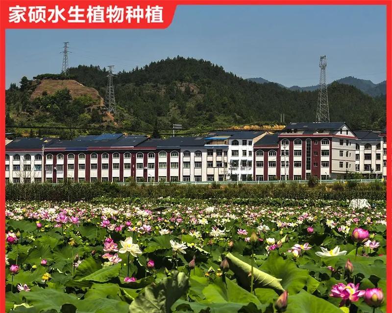 荷花子怎么种植方法