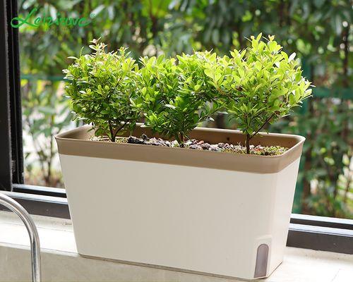 花盆香菜和小葱的种植方法：打造你自己的家庭菜园