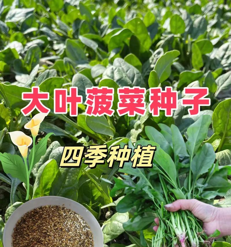 菠菜种子怎么种植：步骤详解与实用技巧