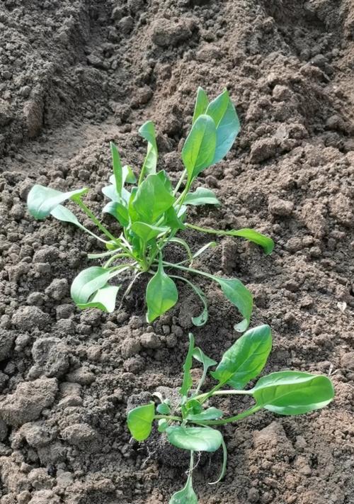 菠菜种子怎么种植：步骤详解与实用技巧