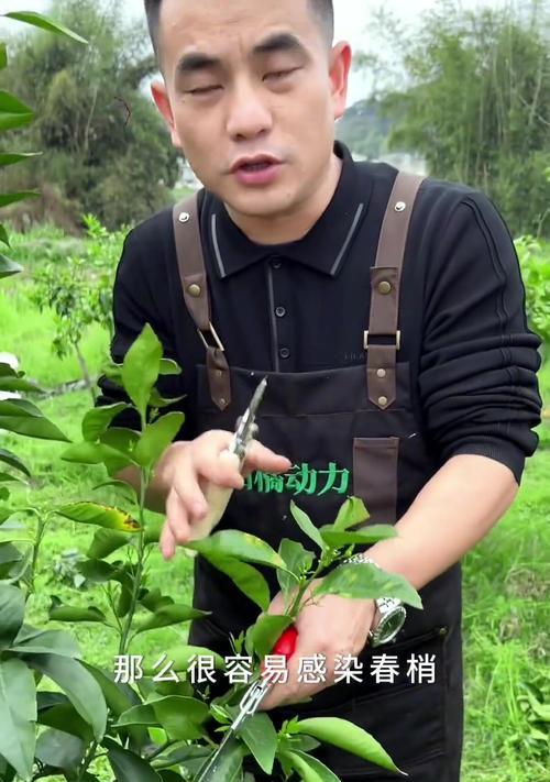 花烛修剪枝条的全面指南