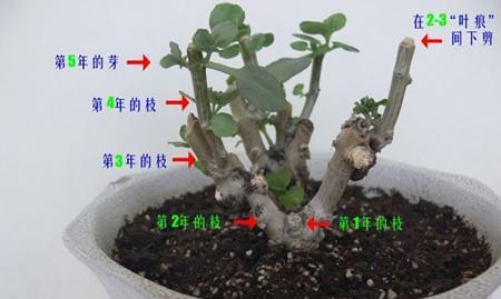 花烛修剪枝条的全面指南